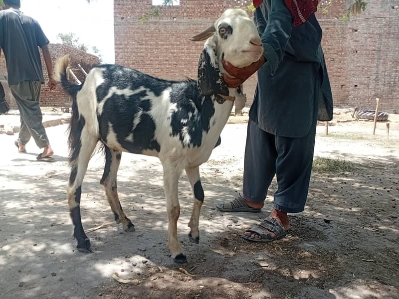 bakra 0