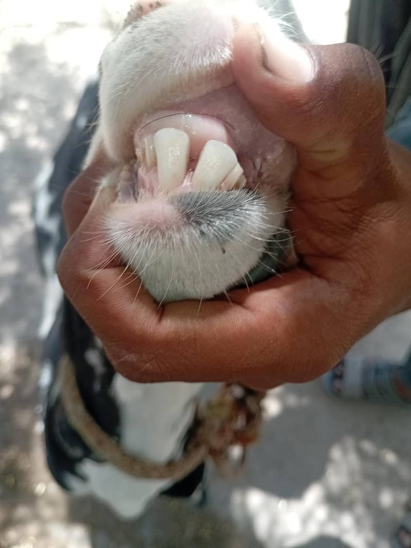 bakra 2