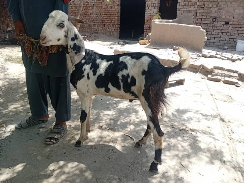 bakra 3