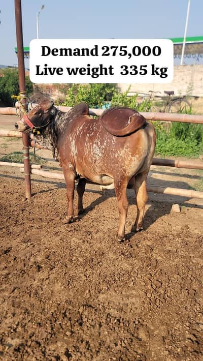 Qurbani Animals