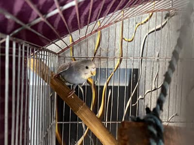 budgies all pair total 10 hai 10 he sale karna hai