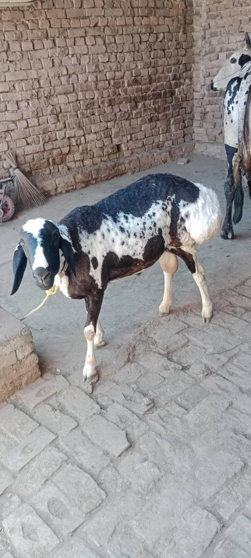 sheep/Dumba/دنبہ 0