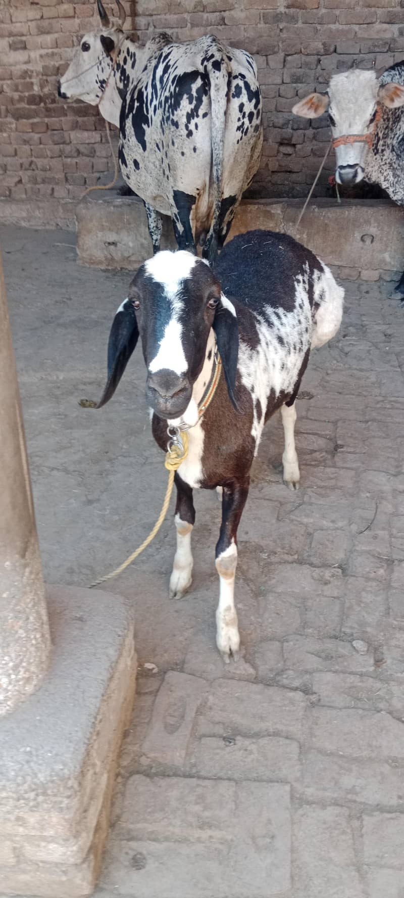 sheep/Dumba/دنبہ 1
