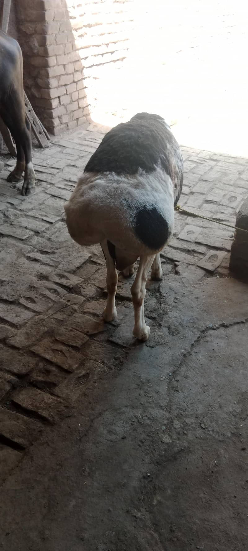 sheep/Dumba/دنبہ 2