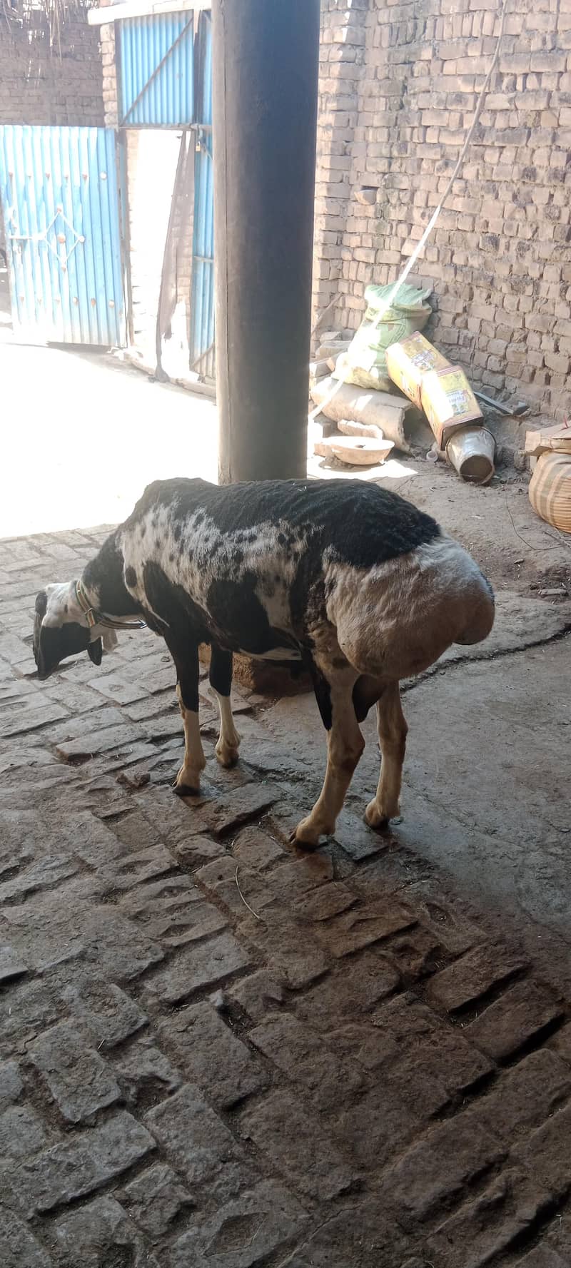 sheep/Dumba/دنبہ 3