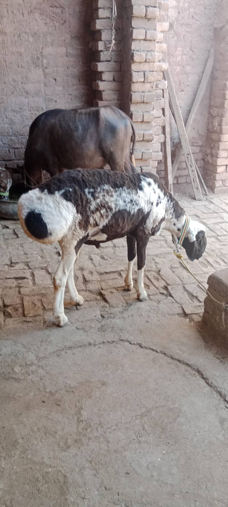 sheep/Dumba/دنبہ 4