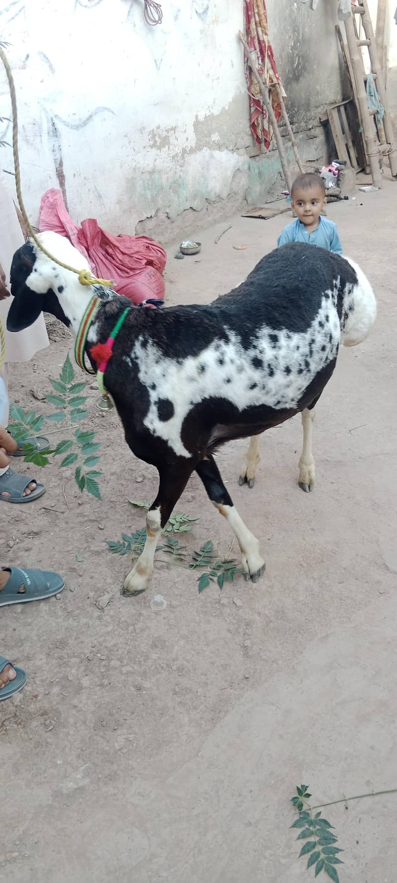 sheep/Dumba/دنبہ 5
