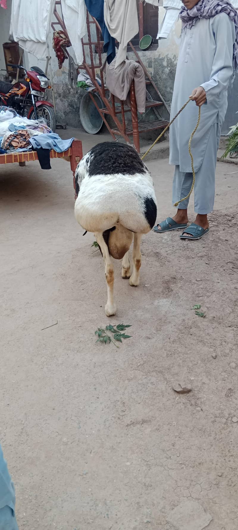 sheep/Dumba/دنبہ 6