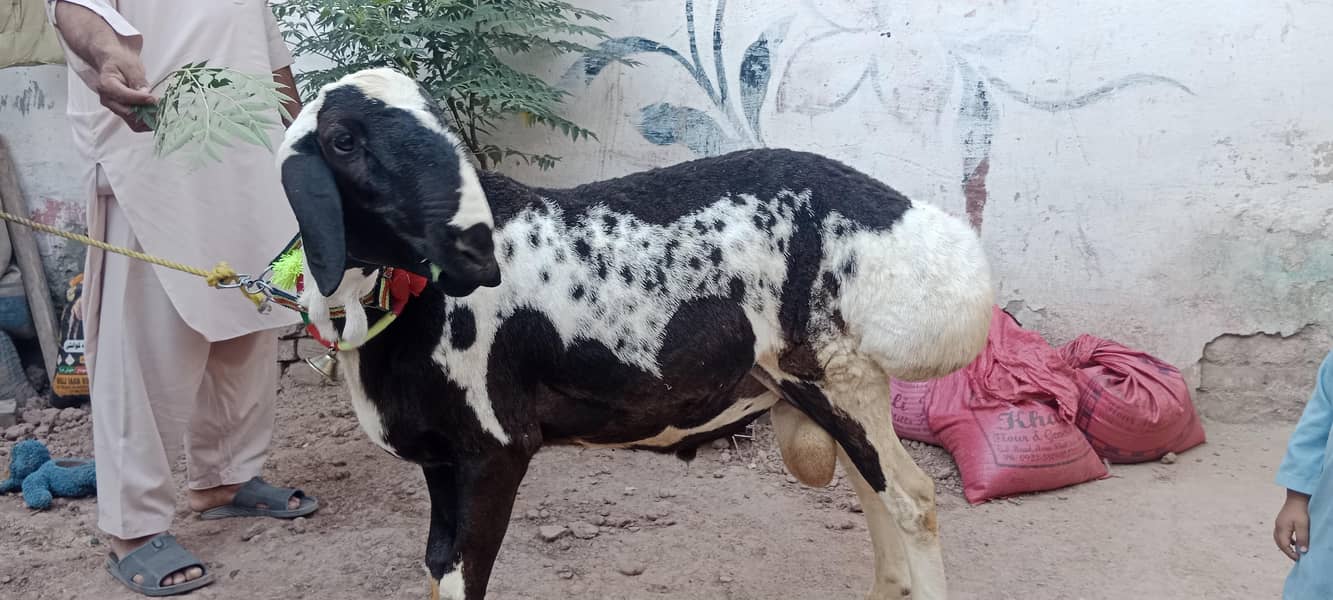 sheep/Dumba/دنبہ 7