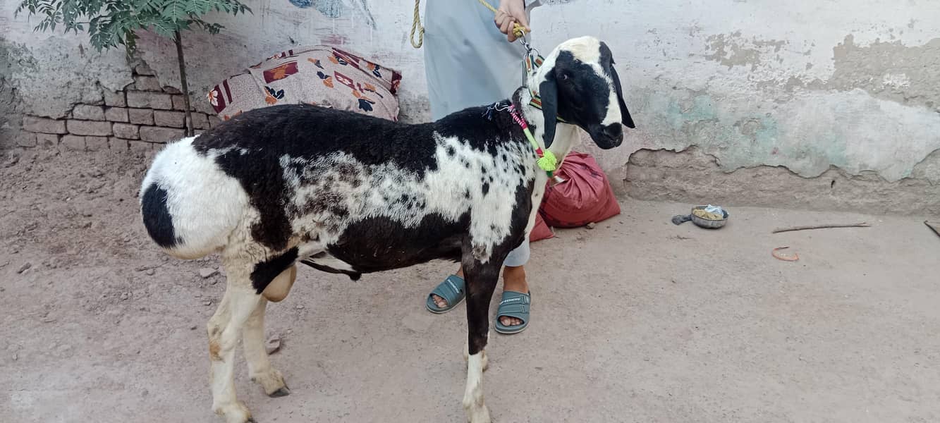 sheep/Dumba/دنبہ 8