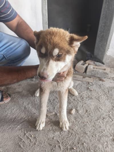  Siberian Husky Puppy for Sale – 4 Months Old 