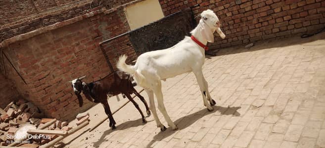 2 dant khasi bakary Whatsapp 03008877035