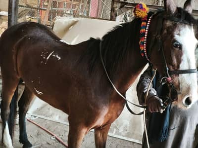 Healthy Young Horse For Sale