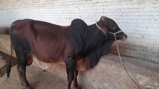 Bachra for Qurbani