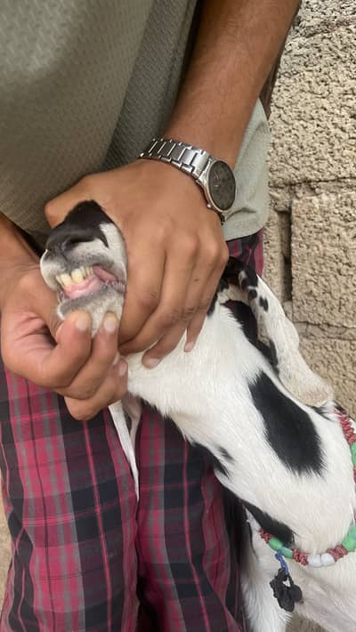 Bakri for Qurbani