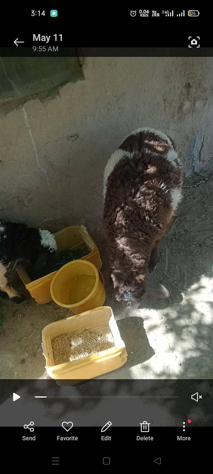 sheep 1