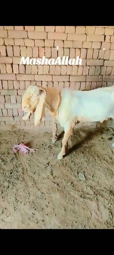 bakra for salle