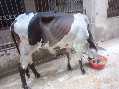 Qurbani 2 Dant Bachiya For Sale Fix Price