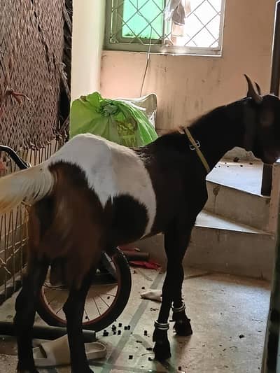 bakra for sale