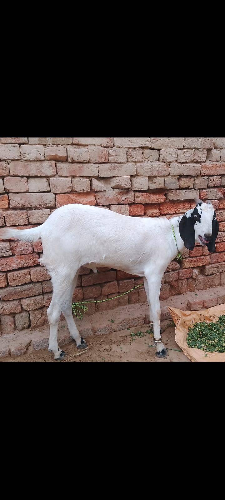 bakra 0