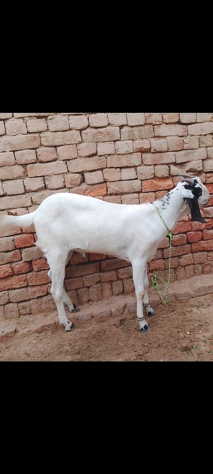 bakra 1