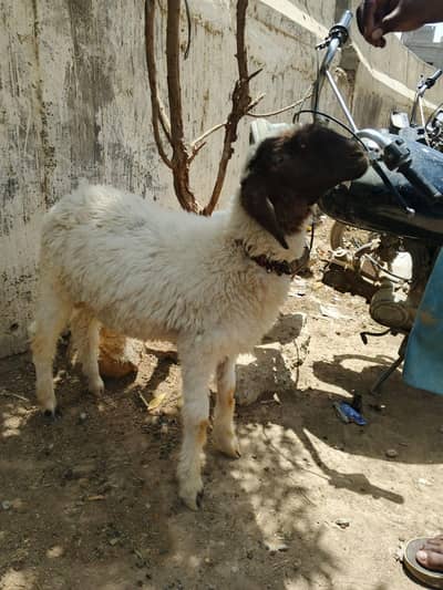 dumba wattsapp 03432080818