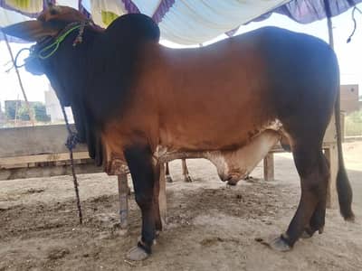 wacha / kata / vera / qurbani Bull / bull / cow / bachra