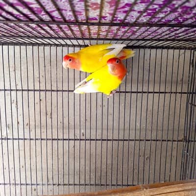 lotino breeder pair