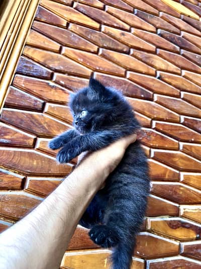 Kitten