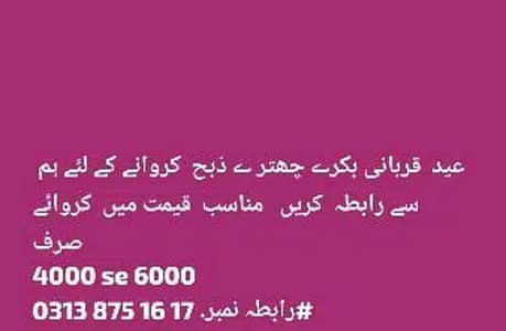 0313 8751617عید قربانی بکرے چھتر ے ذبح کروانے کے لئے ہم سے رابطہ کریں