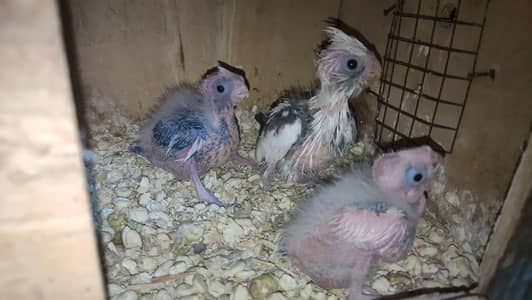 Hogo & Love Birds