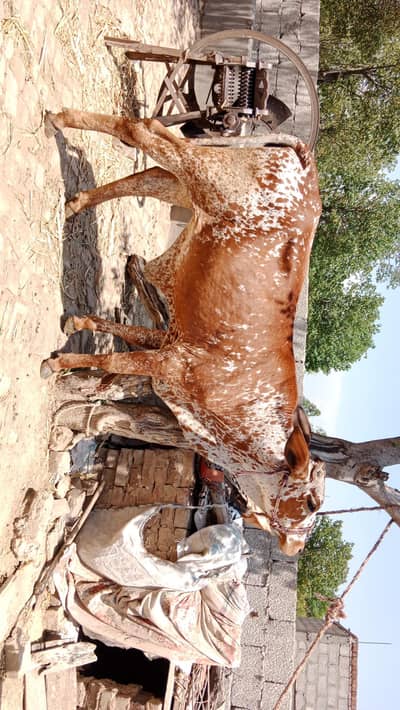 chulistani Bachri for sale