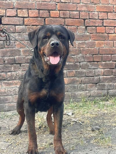 ROTTWEILER YOUNG MALE BOY AVAILABLE