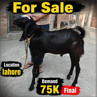 For Sale