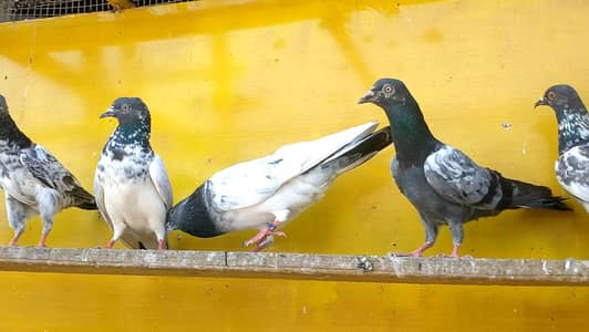 12 pigeons