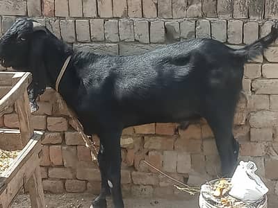 bakra 2026 bakra E¡D