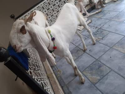 pure gulabi 2 daant bakrey available for qurbani