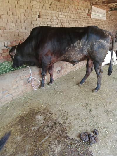 sahiwal cross | Qurbani Janwar | Bull | Bachra | بچرا | cow for sale