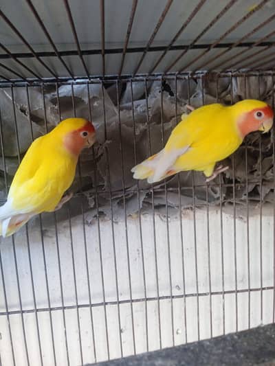 love birds