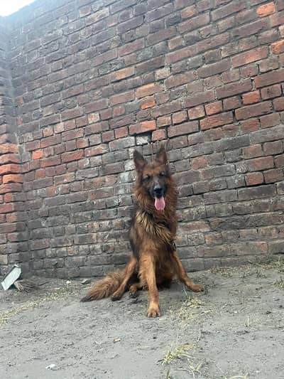 JARMAN SHAPRD YOUNG MALE BOY AVAILABLE