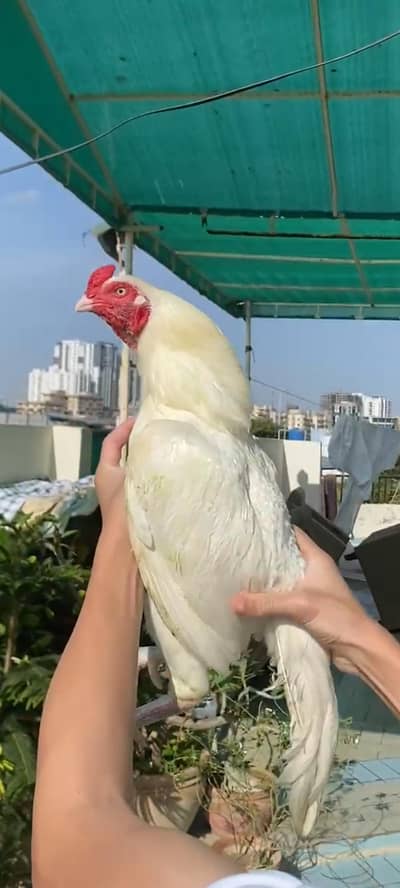 HIGH QUALITY HEERA ASEELS FOR SALE