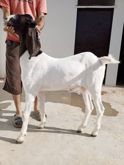 bakra for sale