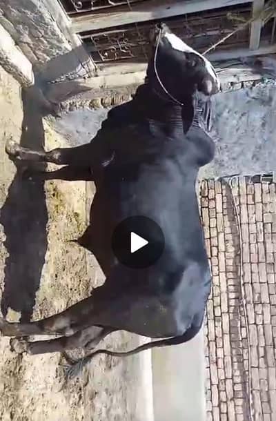 Qurbani animal