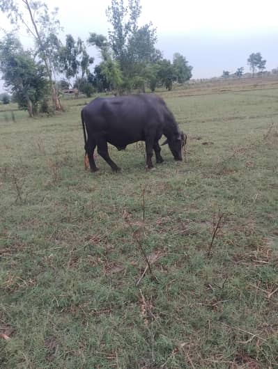 kala katta | Katta | Cow | Qurbani | Bulls | بھنس | گائے  for sale
