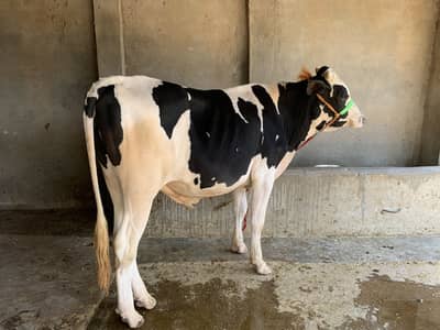 Top quality lovely breeder