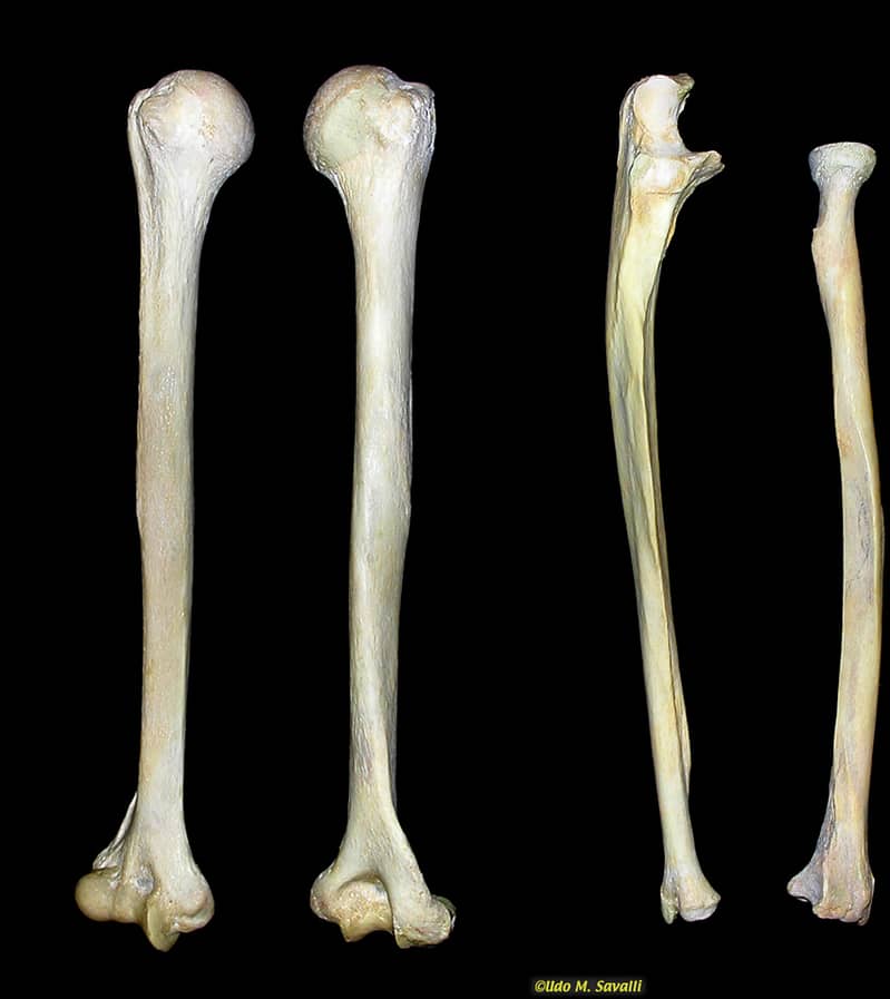 Upper Limb Bones 0