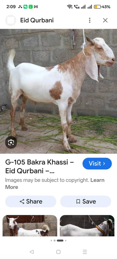perfastional qasai