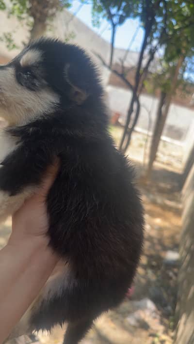 Puppies for sale