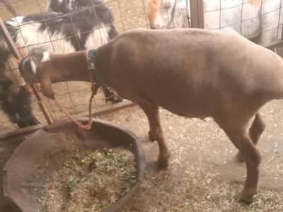 dumba for sale 9 months ka hai