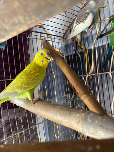 Budgies pair